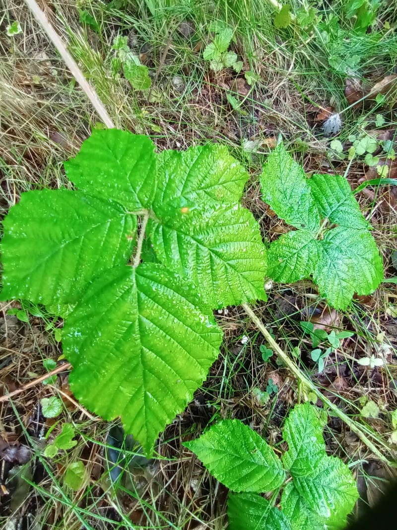 Rubus decurrentispinus photo 2