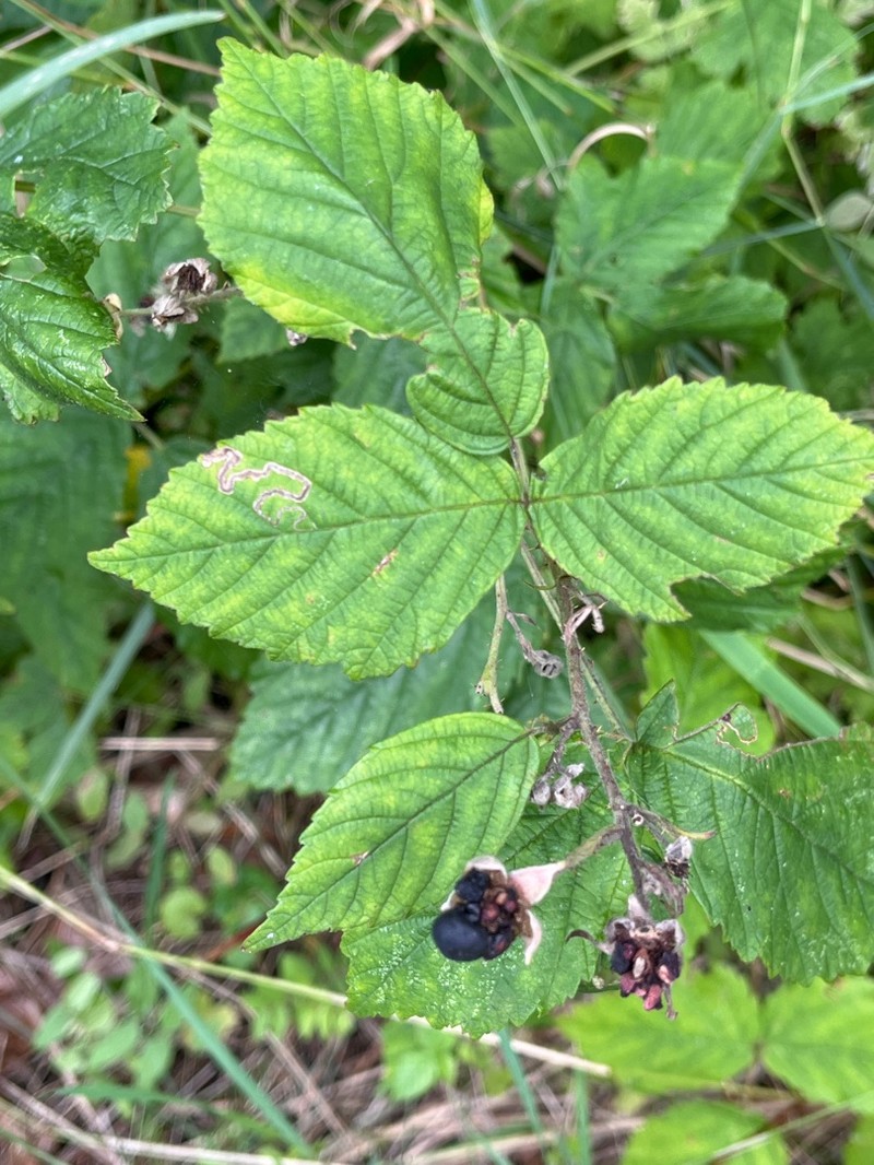 Rubus decurrentispinus photo 3