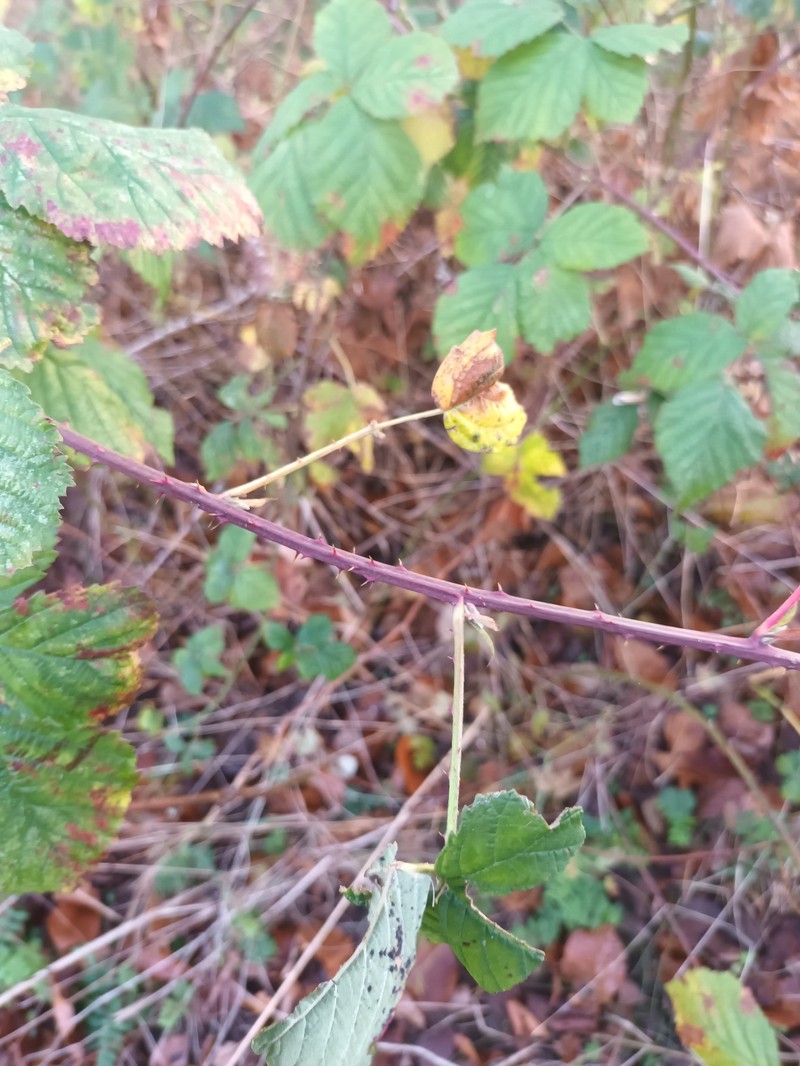 Rubus decurrentispinus photo 4