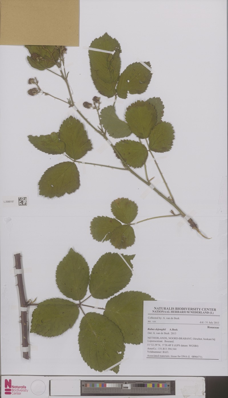 Rubus dejonghii