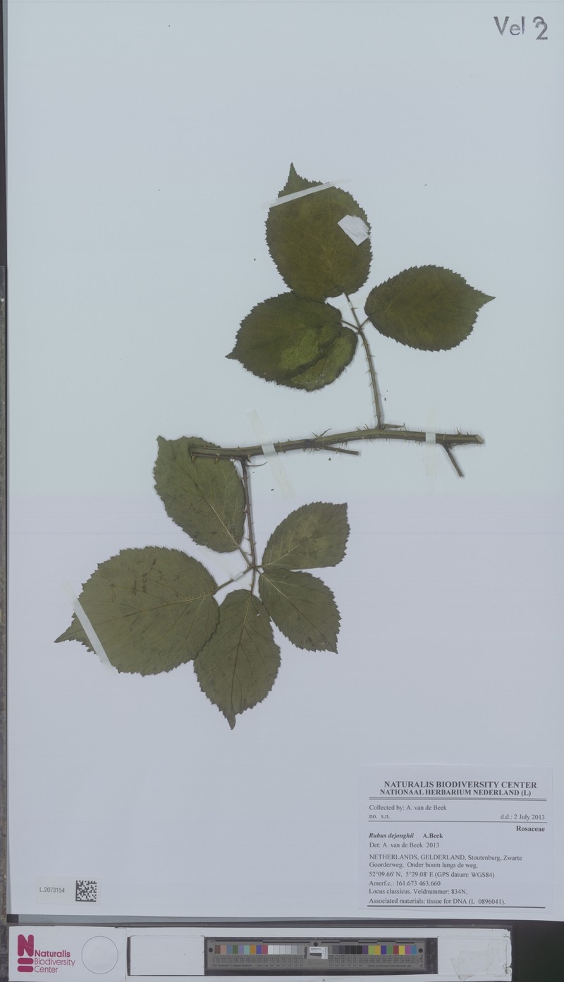 Rubus dejonghii photo 2