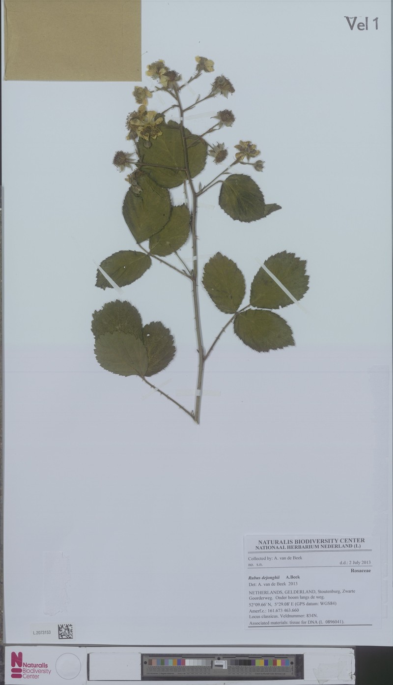 Rubus dejonghii photo 3