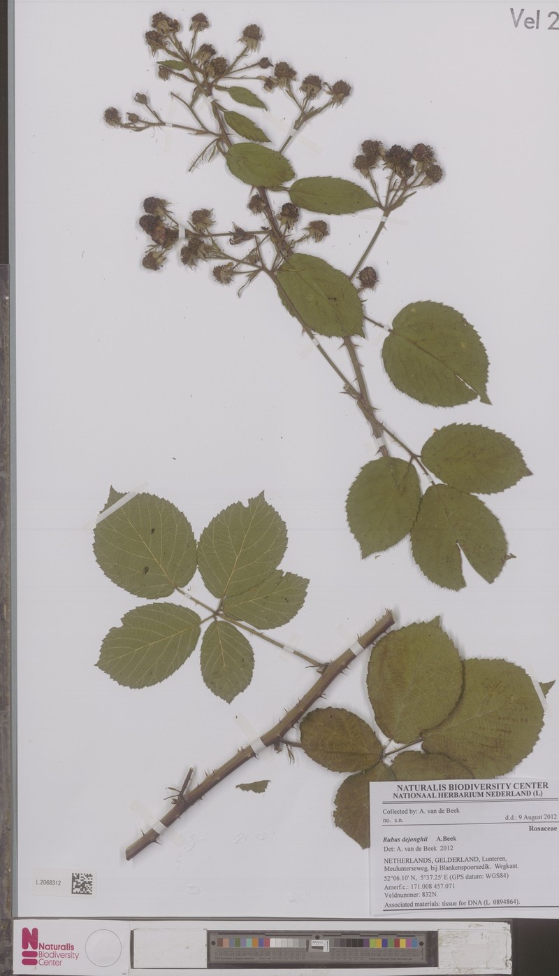 Rubus dejonghii photo 4