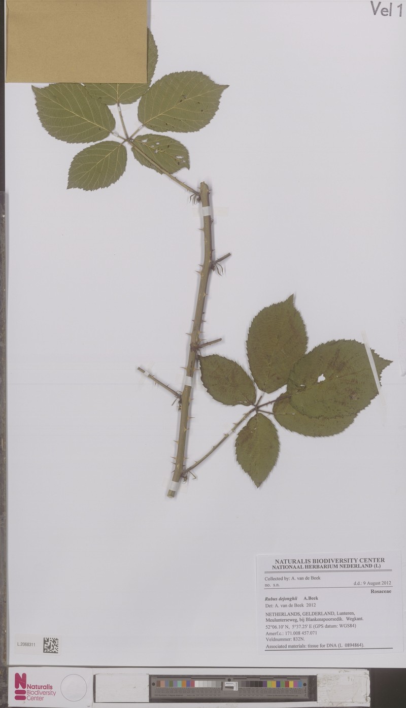 Rubus dejonghii photo 5