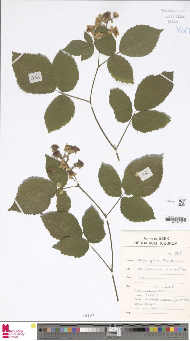 Rubus dejonghii photo 6