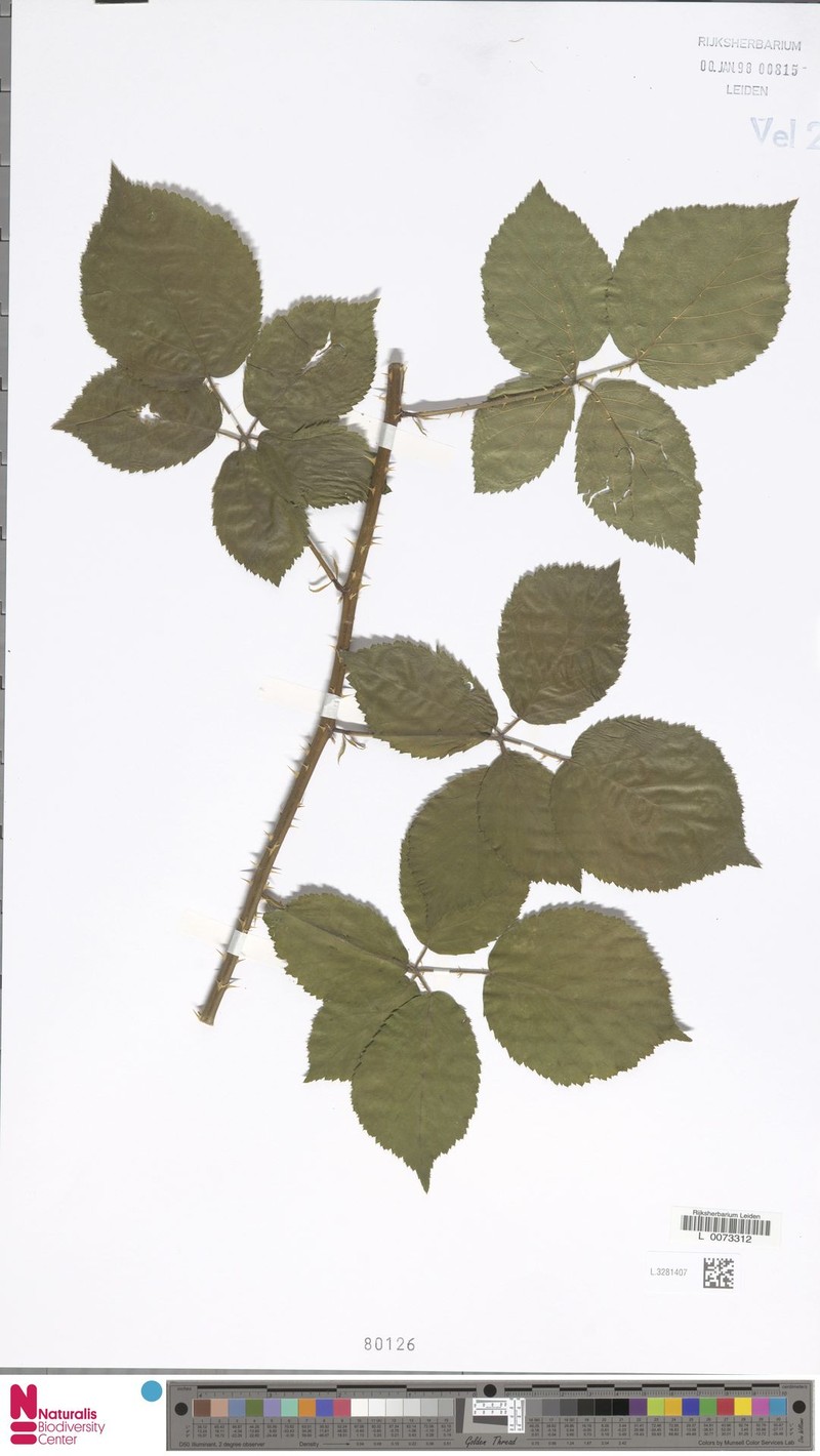 Rubus dejonghii photo 7