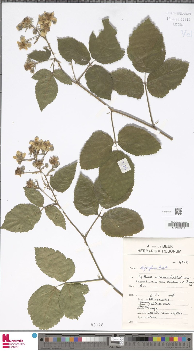 Rubus dejonghii photo 8