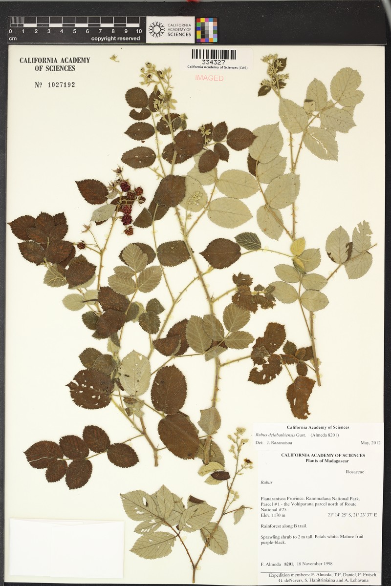 Rubus delabathiensis