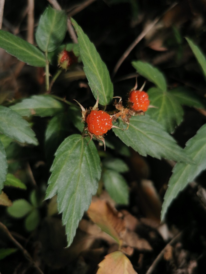 Rubus delavayi