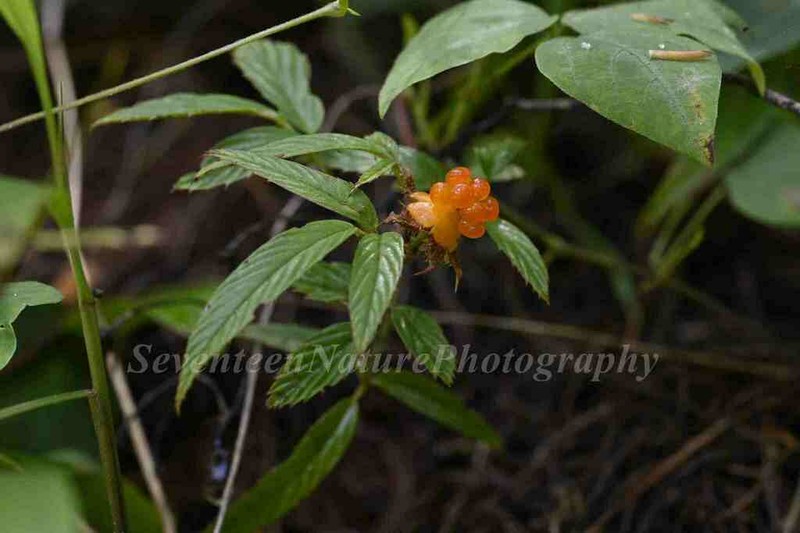 Rubus delavayi photo 2