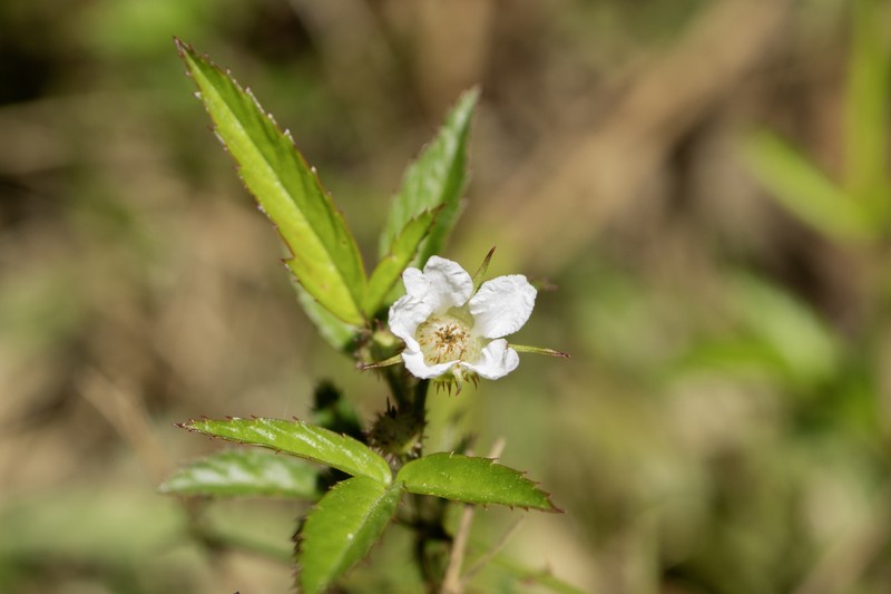 Rubus delavayi photo 3
