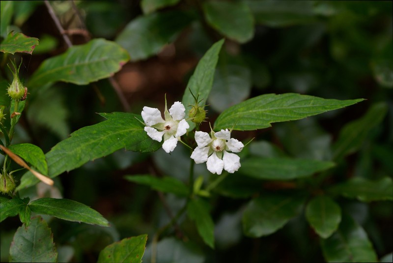 Rubus delavayi photo 4