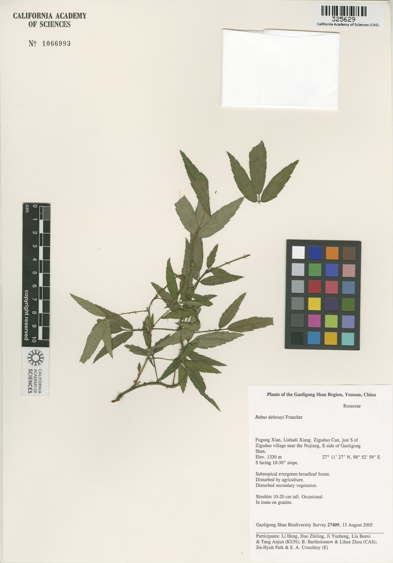 Rubus delavayi photo 6