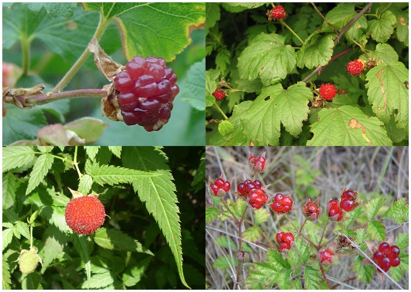 Delicious Raspberry photo 2