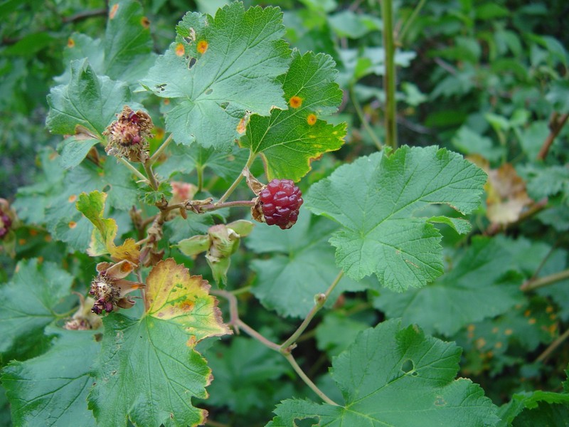 Delicious Raspberry photo 3