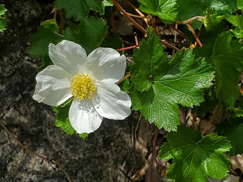 Delicious Raspberry photo 4