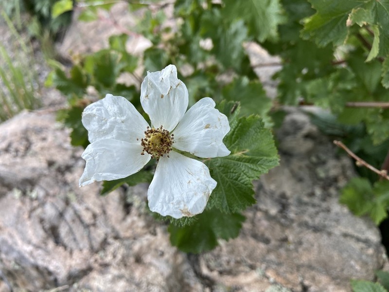 Delicious Raspberry photo 6