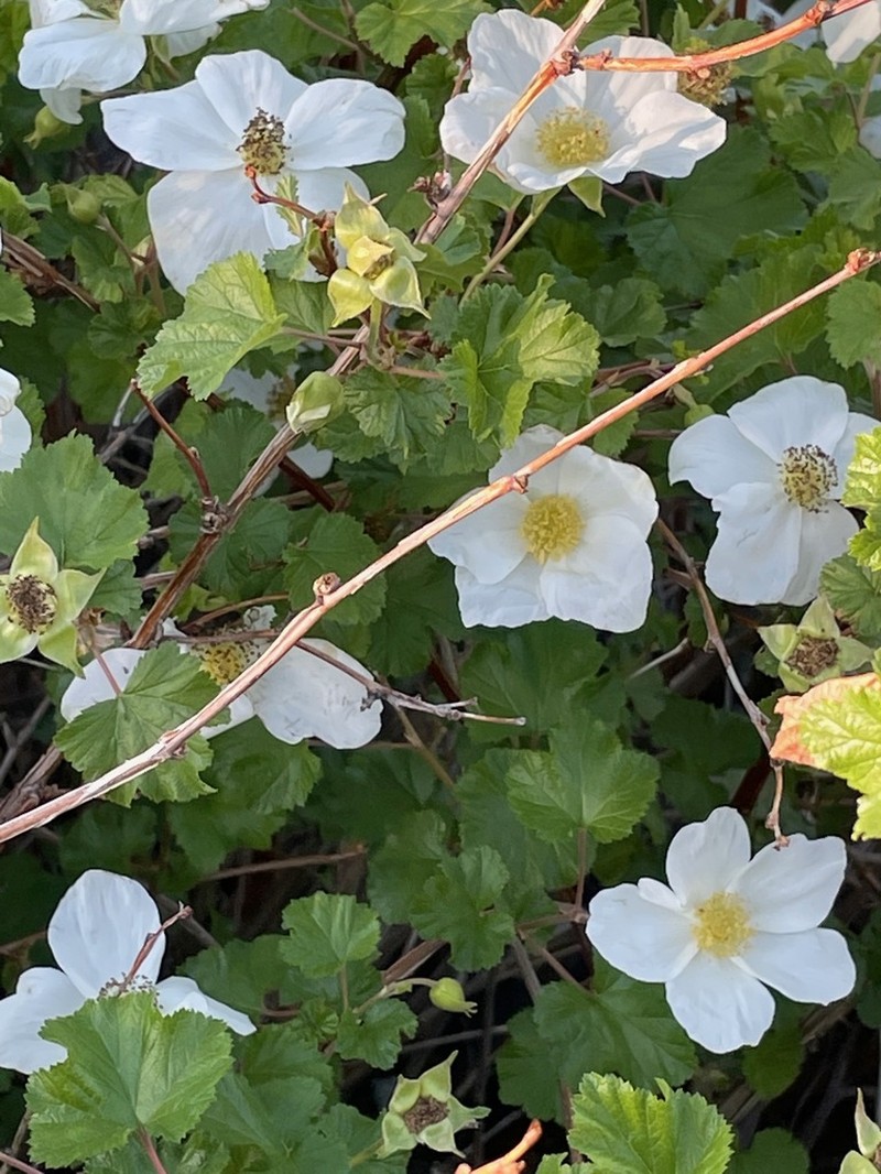 Delicious Raspberry photo 7