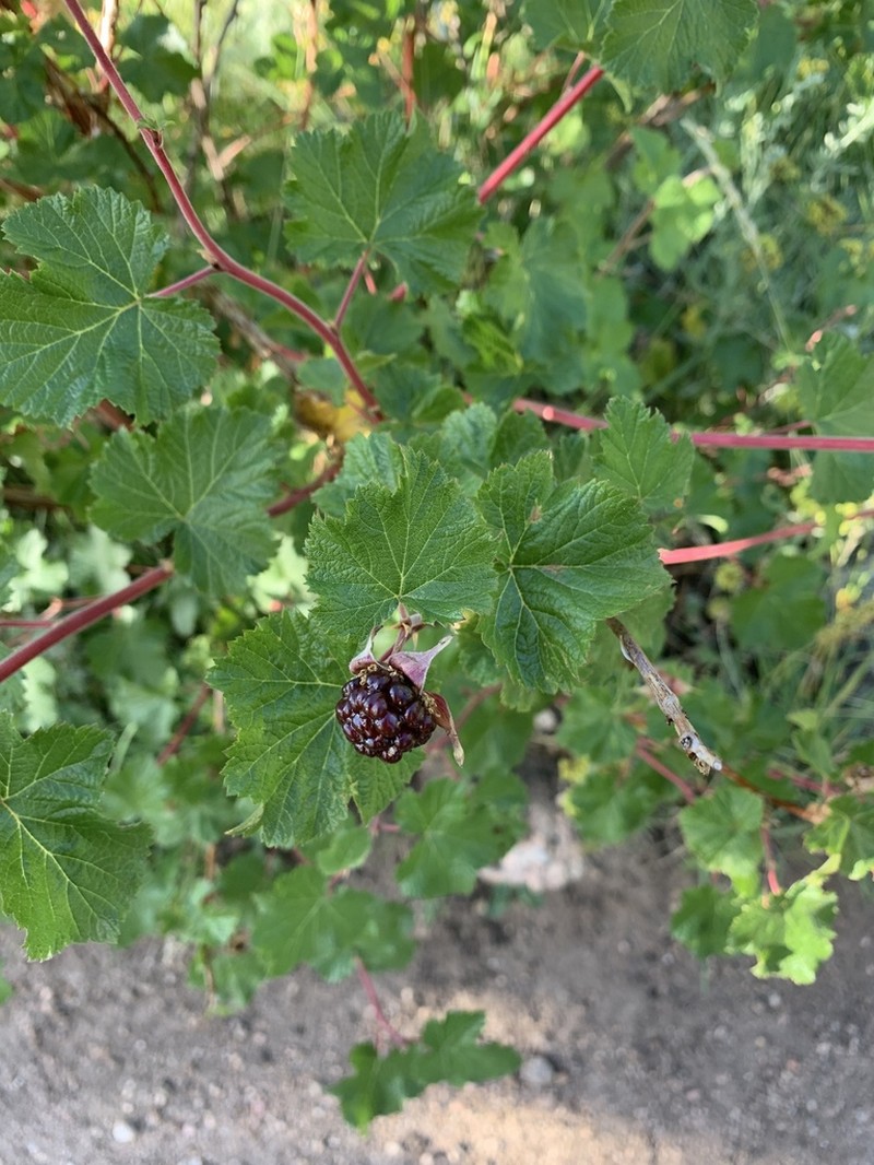 Delicious Raspberry photo 8