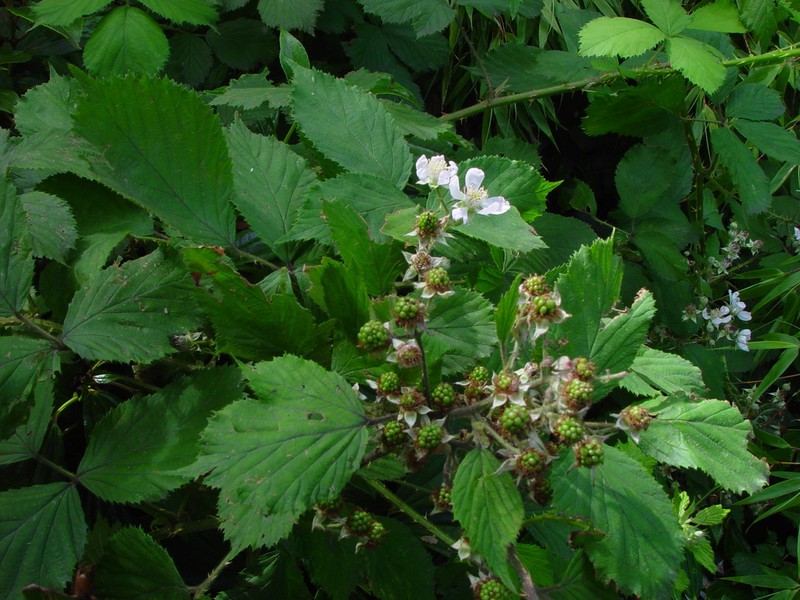 Rubus dentatifolius photo 2