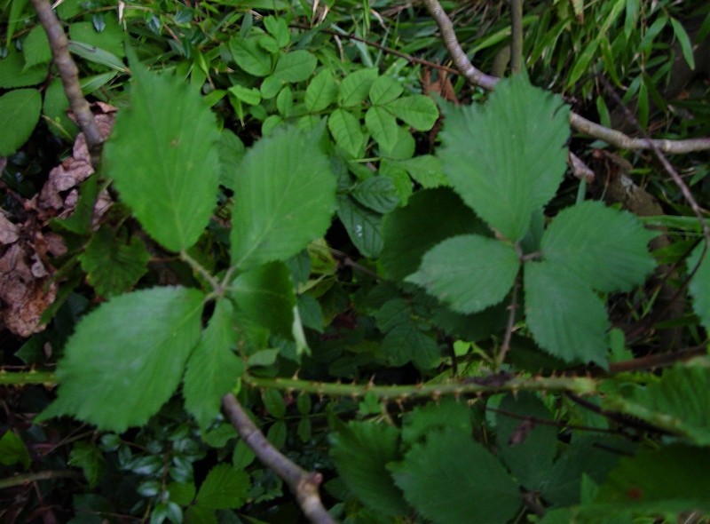 Rubus dentatifolius photo 3