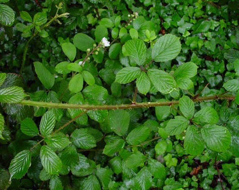 Rubus dentatifolius photo 6