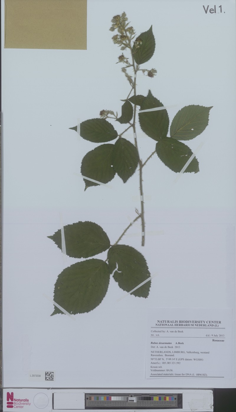Rubus desarmatus