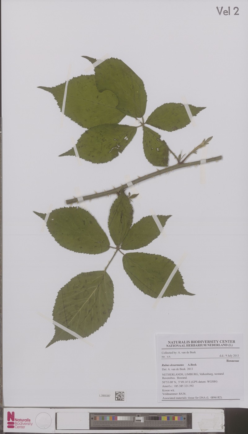 Rubus desarmatus photo 2