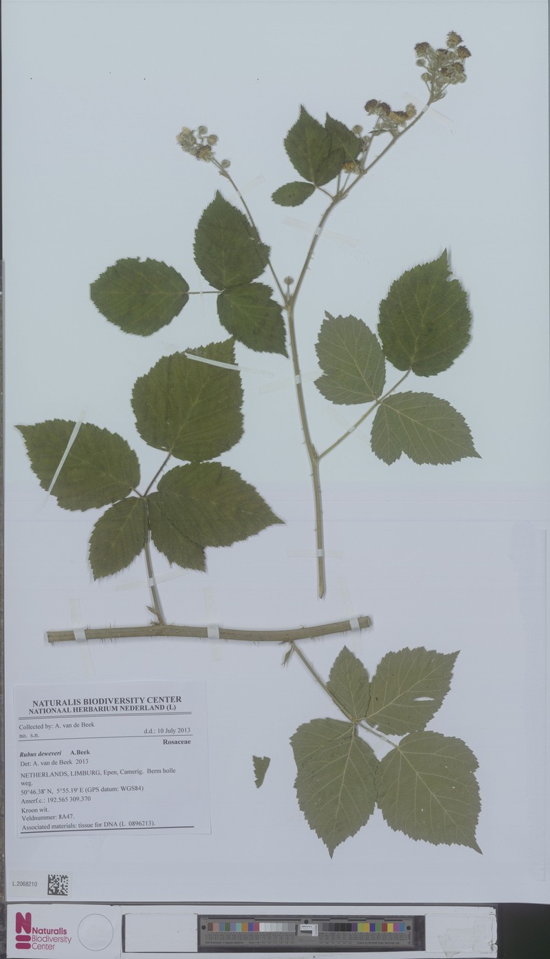 Rubus deweveri