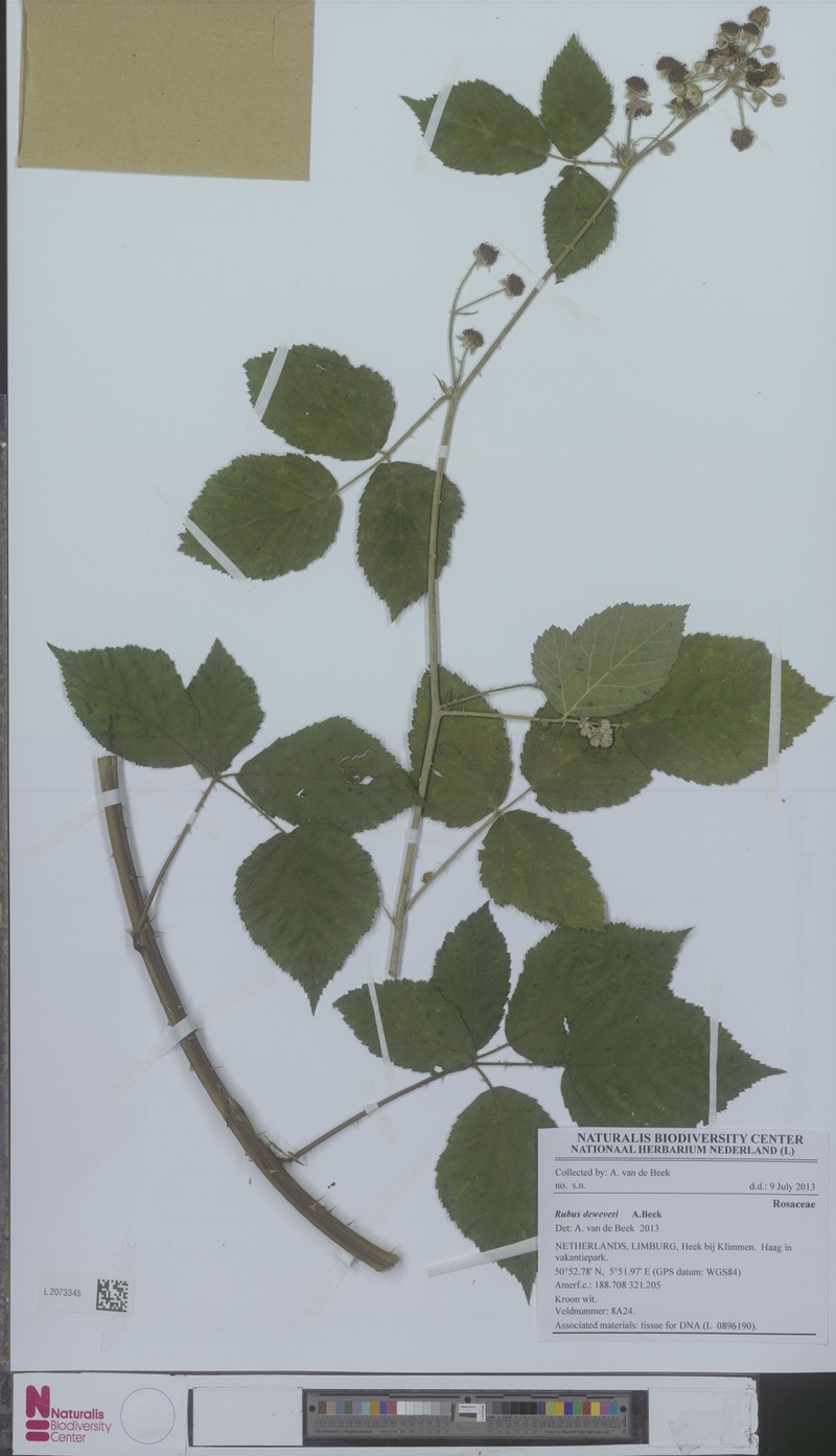 Rubus deweveri photo 2