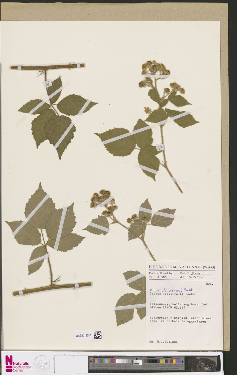Rubus deweveri photo 3