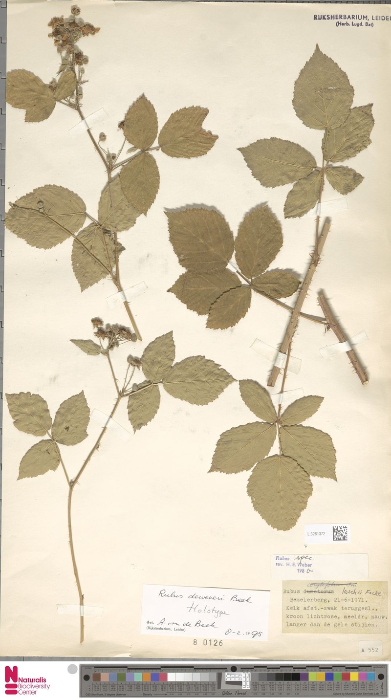 Rubus deweveri photo 4