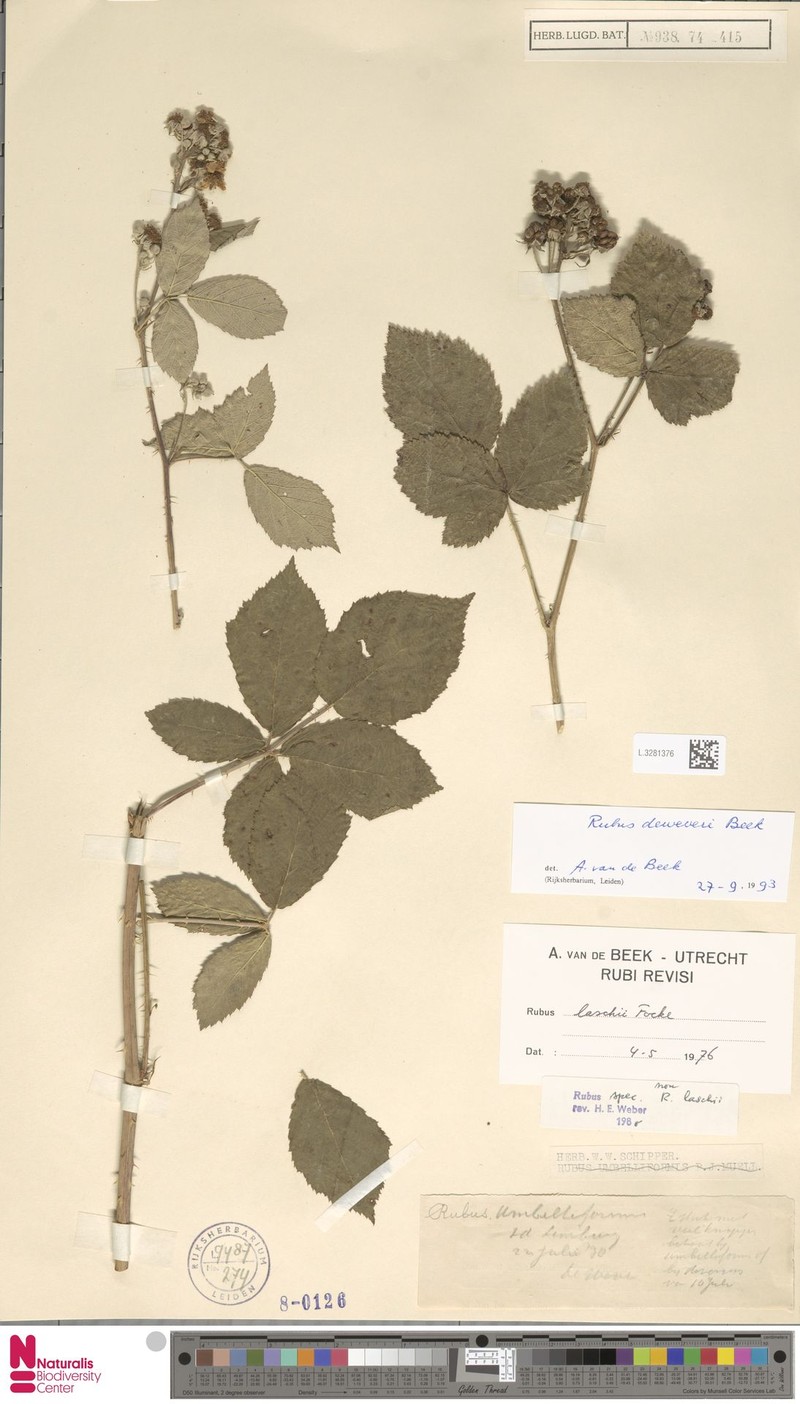 Rubus deweveri photo 5