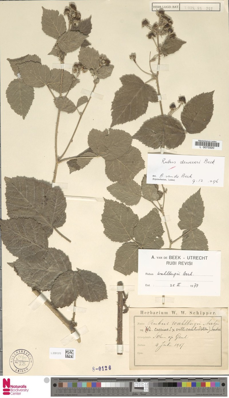 Rubus deweveri photo 6