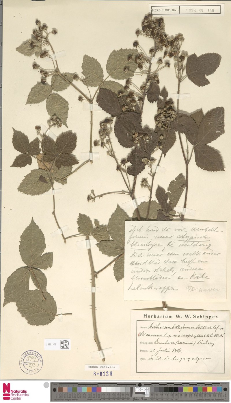 Rubus deweveri photo 7