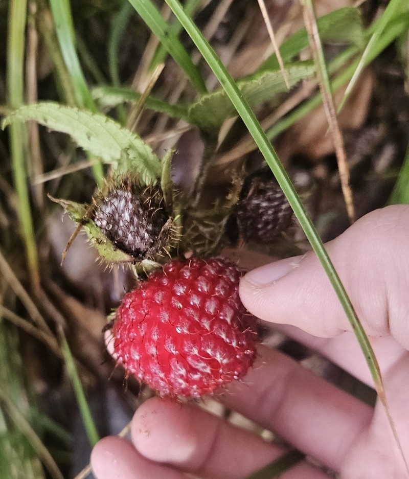 Rubus diclinis