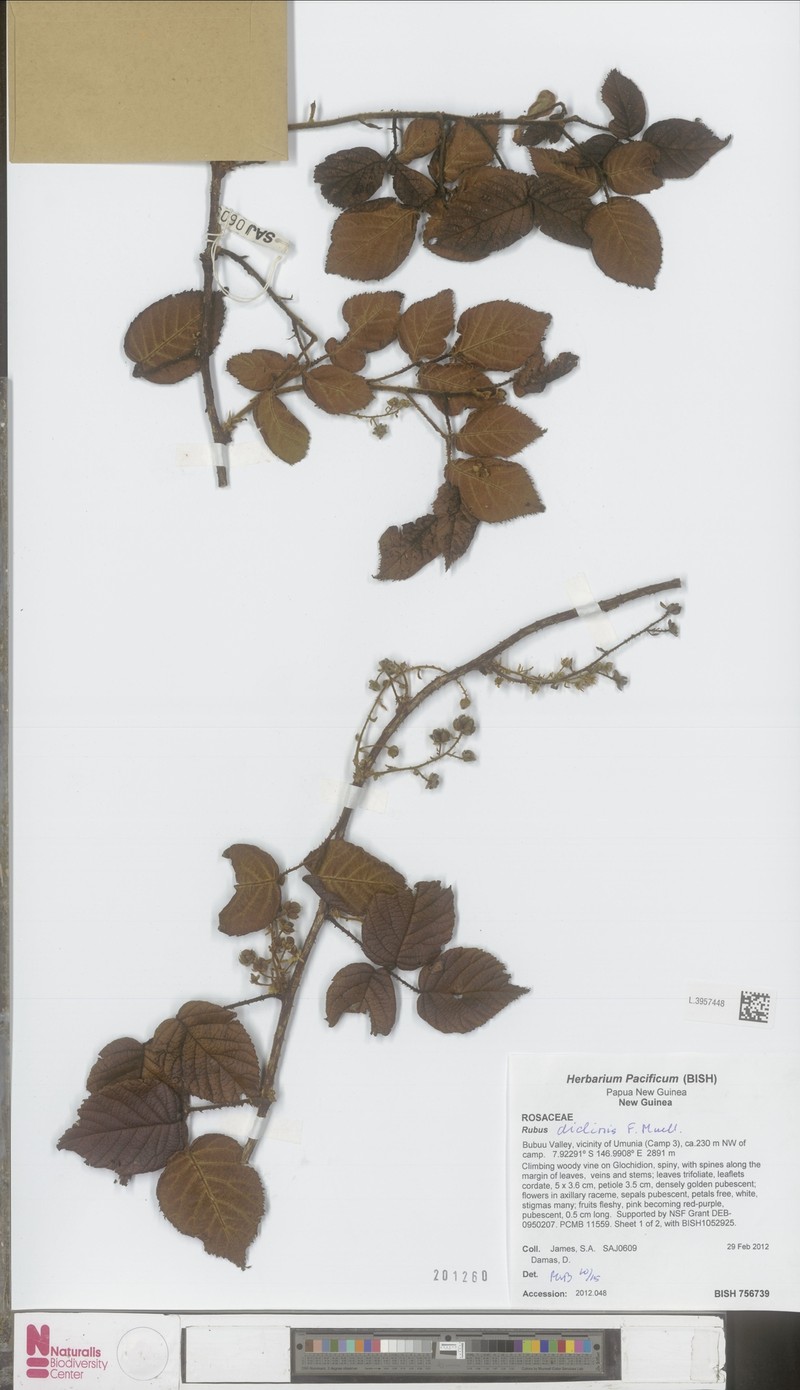 Rubus diclinis photo 2
