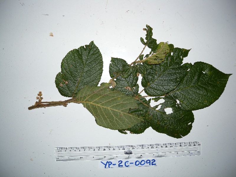 Rubus diclinis photo 3