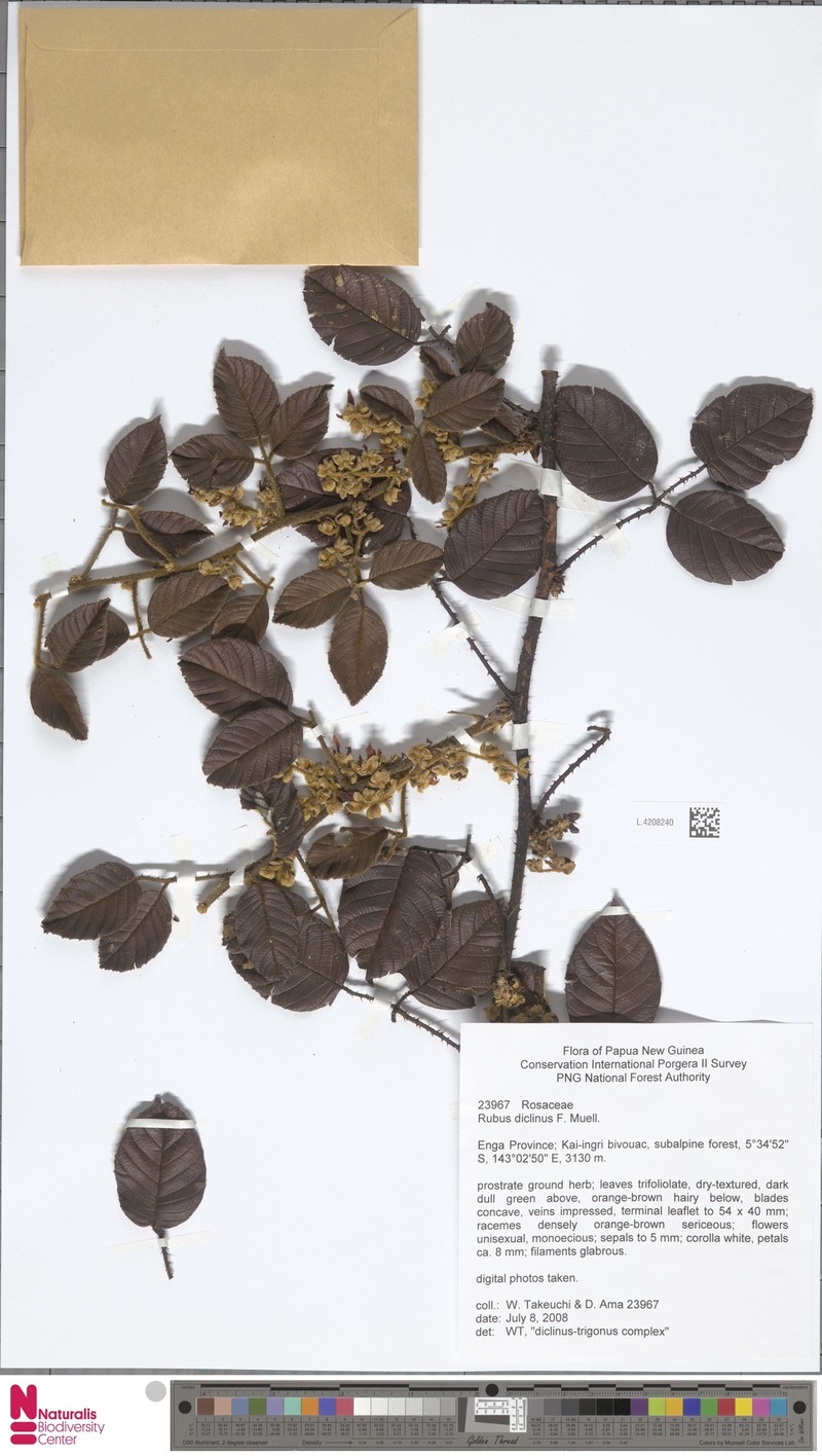 Rubus diclinis photo 5