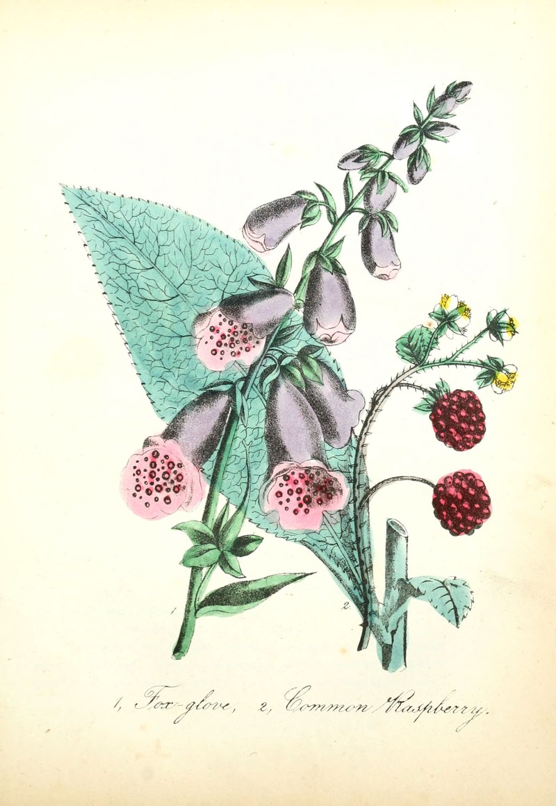 Rubus digitalis