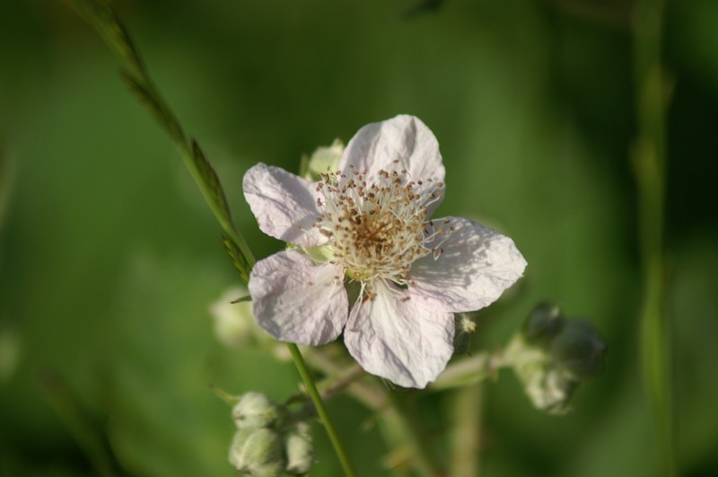 Rubus discolor