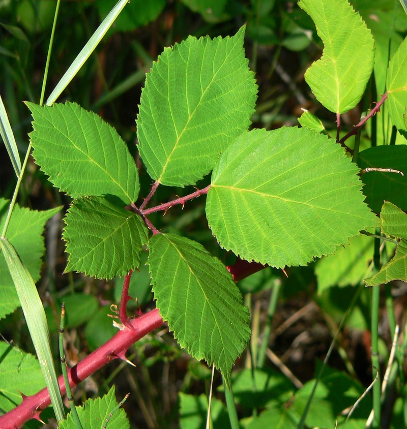 Rubus discolor photo 2