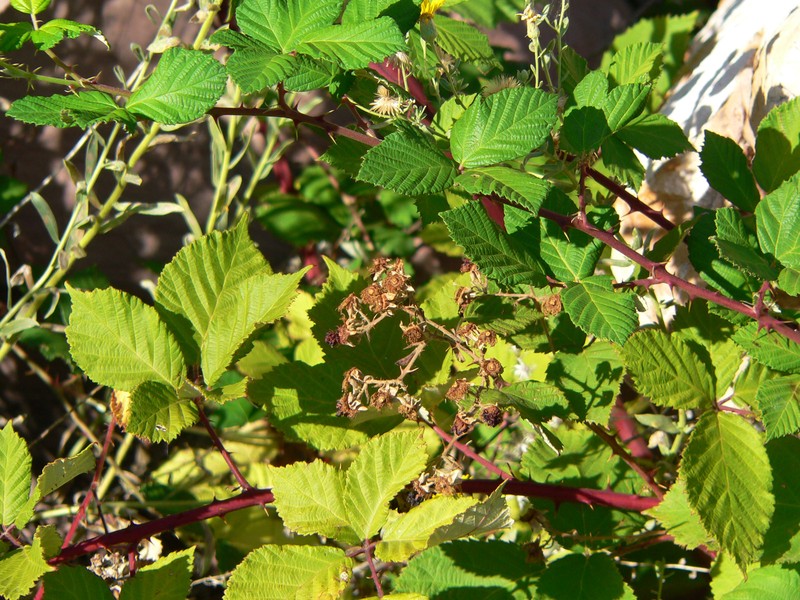 Rubus discolor photo 3