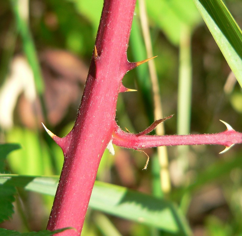 Rubus discolor photo 4