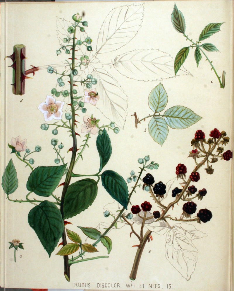Rubus discolor photo 5
