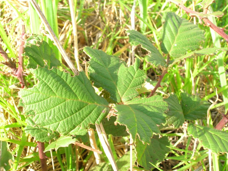 Rubus discolor photo 7