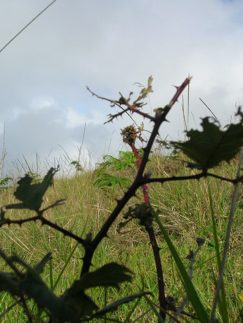 Rubus discolor photo 8