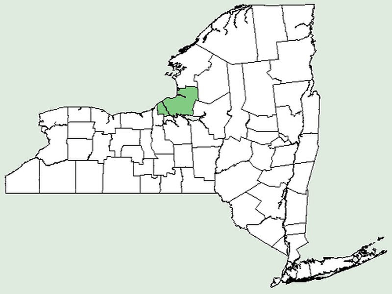 Bristly Oswego Blackberry