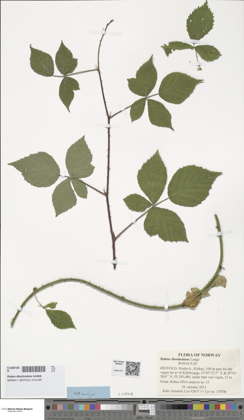 Rubus dissimulans