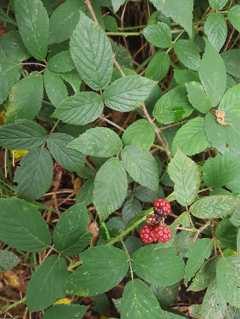 Rubus distractiformis